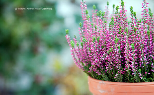 Winterbepflanzung für den Balkon – Ideen für die kalte Jahreszeit