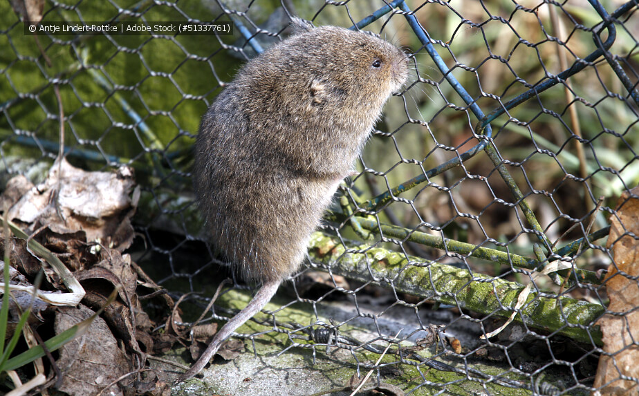 Wühlmaus-Schutz selber bauen