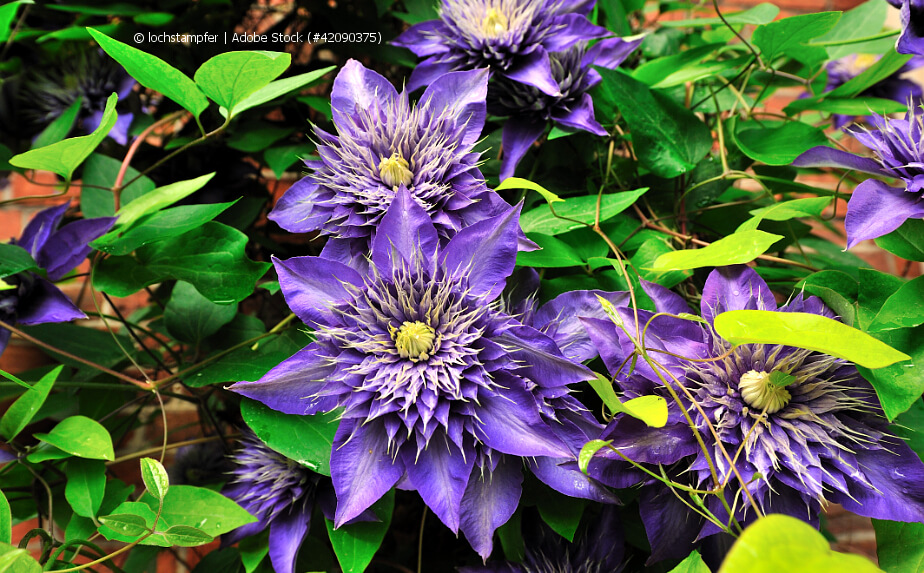 Clematis schneiden