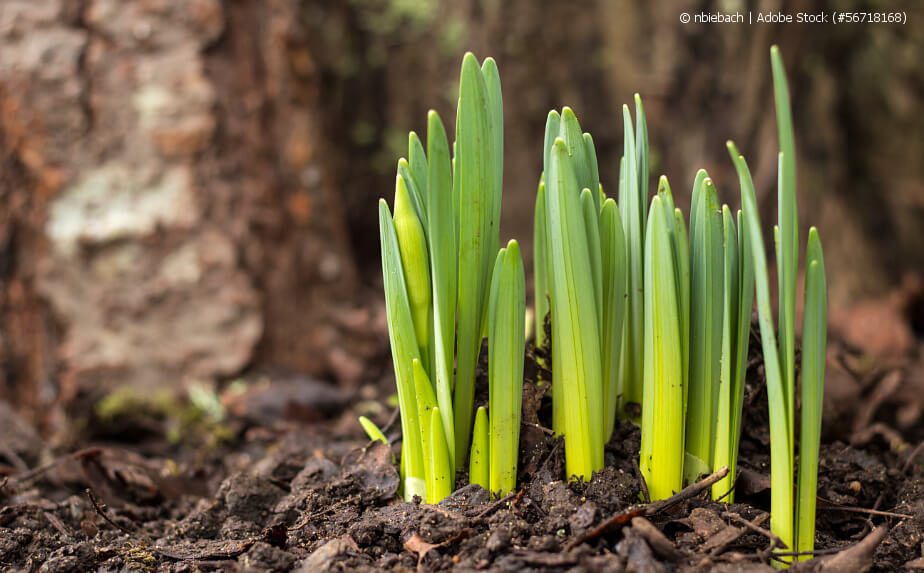 Gartentipps im Februar