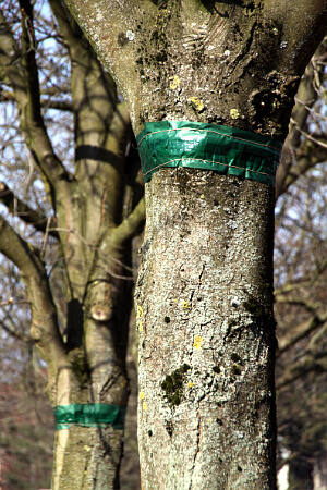 Gartentipps im Februar - Leimringe anbringen