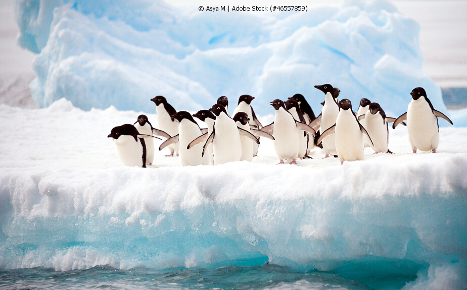 Guano - Pinguine im Eis