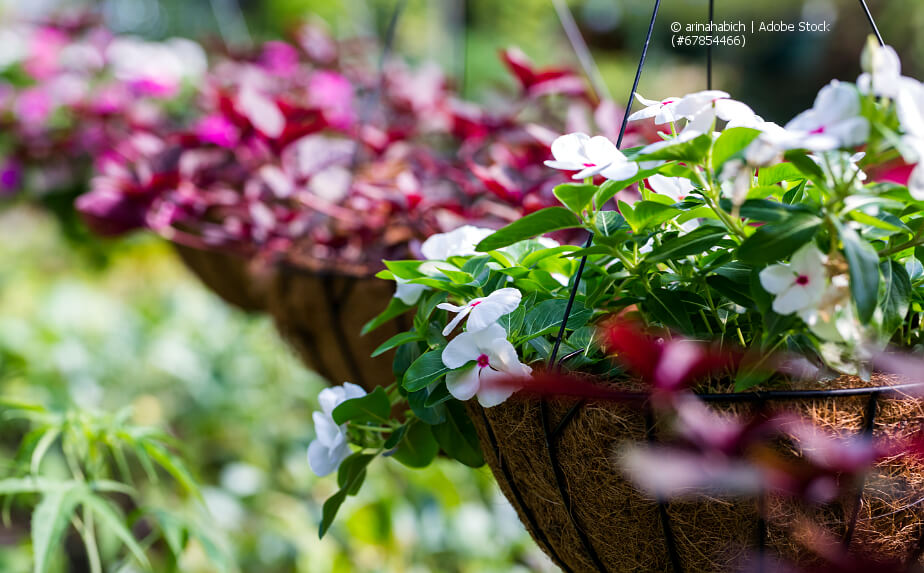 Bepflanzte Hanging Baskets