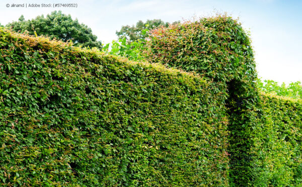 Hecke pflanzen – so wächst ein dichter Sichtschutz