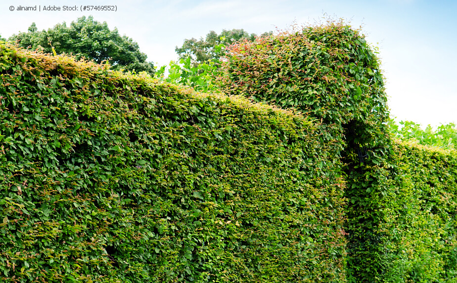 Hecke - Hecke pflanzen