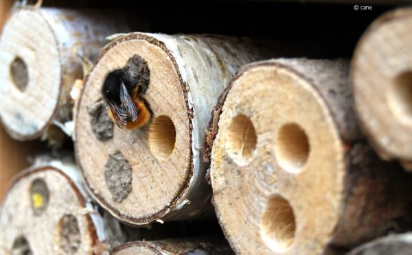 Übernachtung mit Frühstück: das Insektenhotel