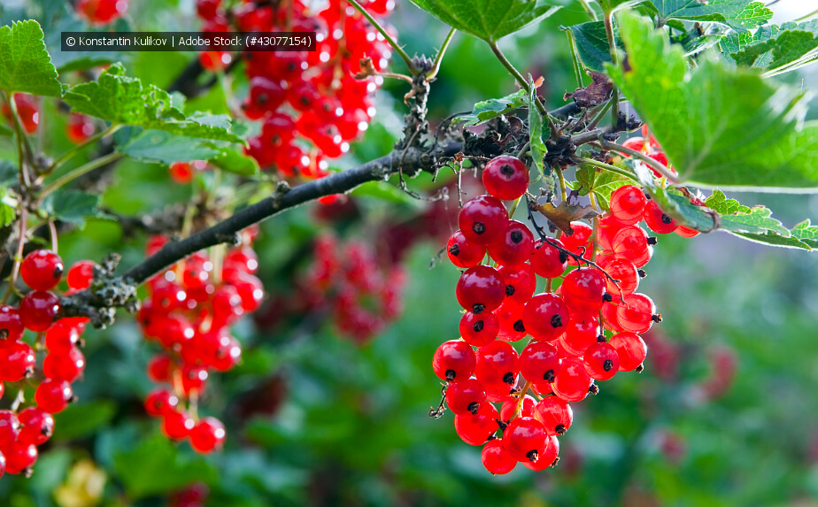 Rote Johannisbeeren schneiden