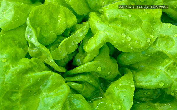 Kopfsalat anbauen – so gelingt knackiger Salat im Beet