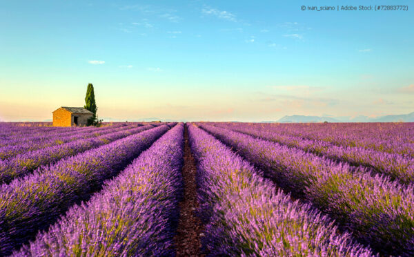 Echter Lavendel – ein Hauch Provence im eigenen Garten