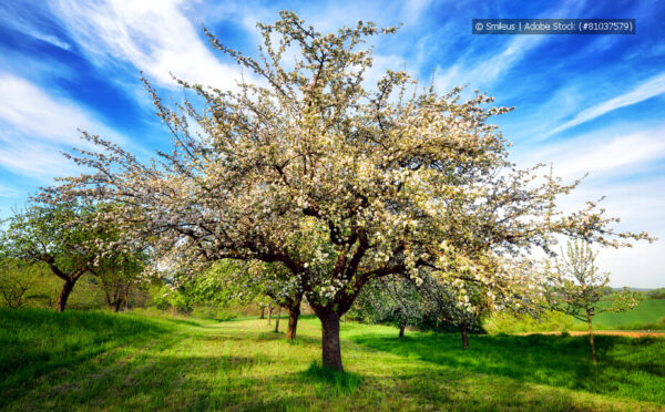 Obstbäume pflanzen – so wächst der eigene Obstgarten
