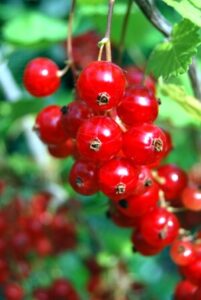 rote Johannisbeeren