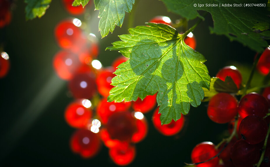 rote Johannisbeeren im Garten