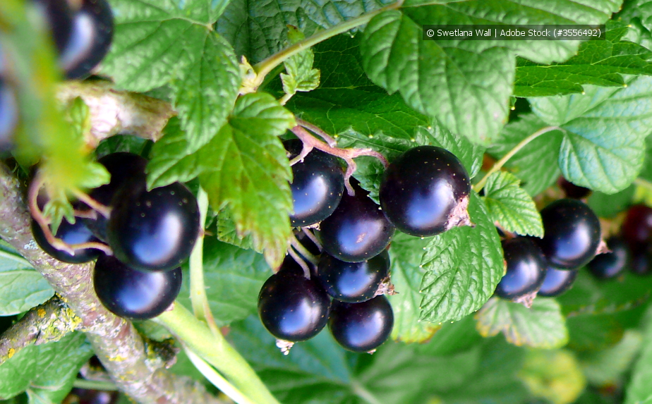 Schwarze Johannisbeeren