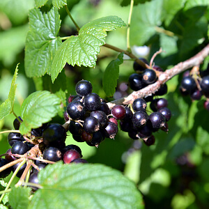 Schwarze Johannisbeeren Schwarze Johannisbeeren
