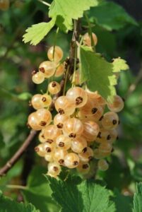 Weiße Johannisbeeren