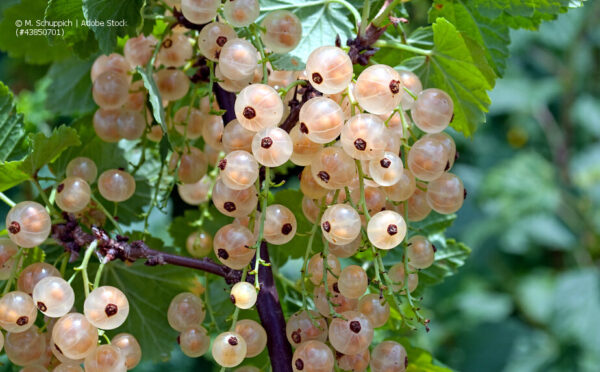 Weiße Johannisbeeren im Garten – Tipps für viele Früchte
