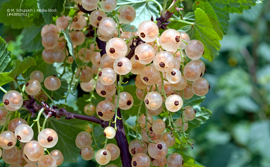 Weiße Johannisbeeren