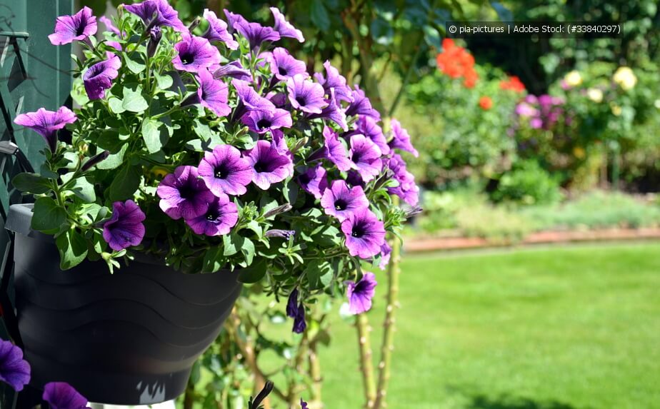 Blumen ausputzen - Petunien in einer Blumenampel
