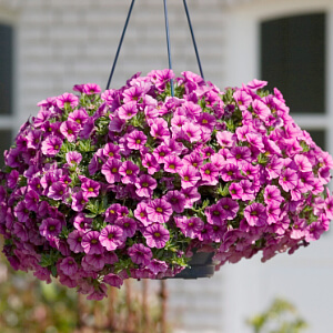 Blumenampel Blumenampel