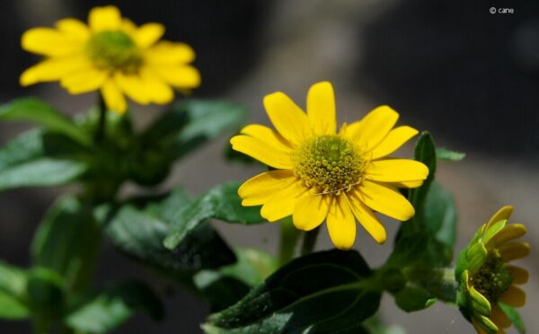 Husarenknopf – Sonnenblumen im Kleinformat