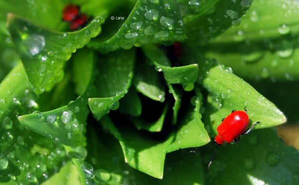 Lilienhähnchen bekämpfen – wirksame Maßnahmen gegen den Schädling