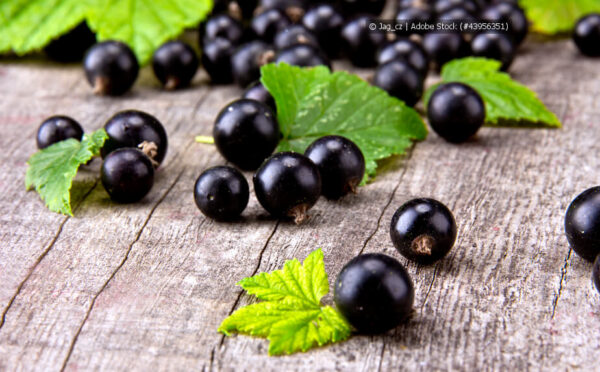 Schwarze Johannisbeeren schneiden – so geht’s