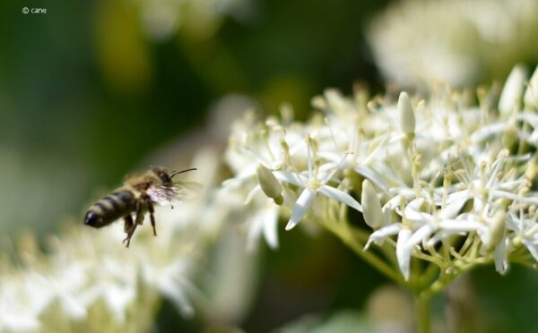 Bienensterben: Wenn es im Garten nicht mehr summt