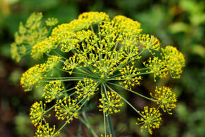 Dill - gelbe Blüten des Gurkenkrauts