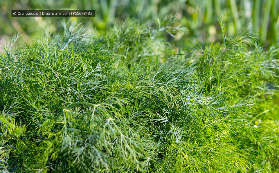 Dill im Garten
