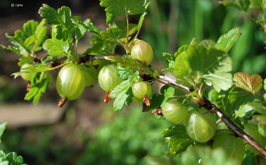 Stachelbeeren und Johannisbeeren: Hochstämmchen schneiden