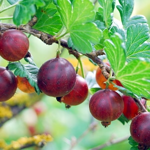 Stachelbeeren - Hochstämmchen schneiden Stachelbeeren - Hochstämmchen schneiden
