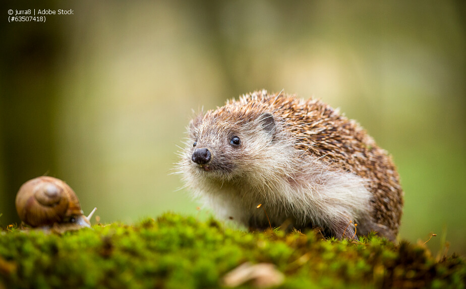Igel