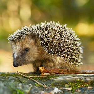 Igel im Garten Igel im Garten