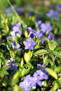 Kleines Immergrün - Vinca minor
