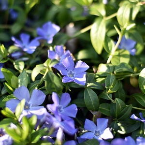 Kleines Immergrün - Vinca minor Kleines Immergrün - Vinca minor
