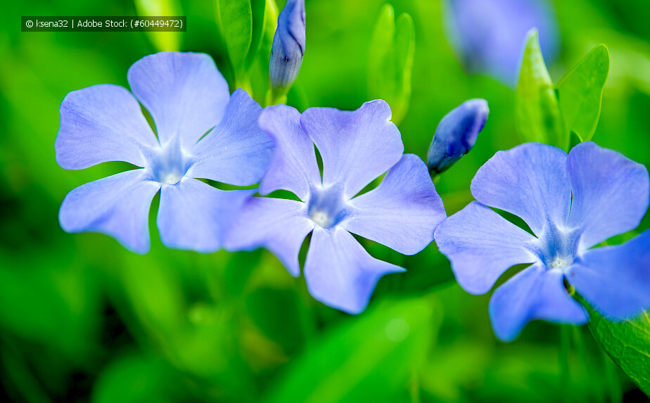 Kleines Immergrün - Vinca minor