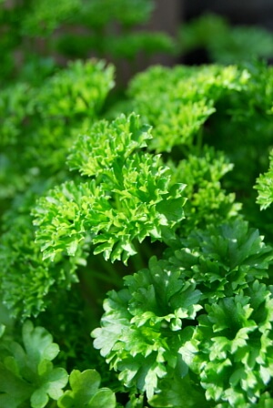 Petersilie im Garten