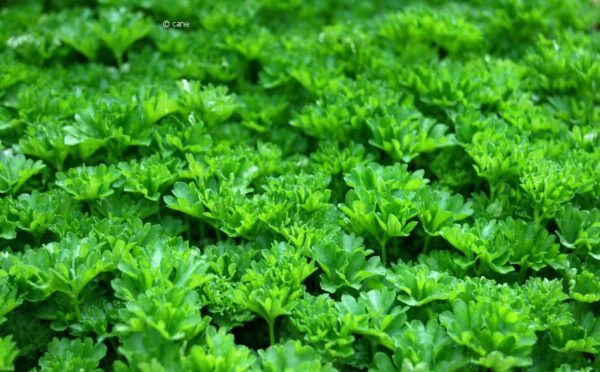 Petersilie – der Kräuterklassiker aus dem eigenen Garten
