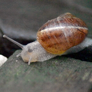 Junge Schnecke