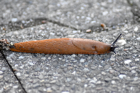 Schnecke - Nacktschnecke