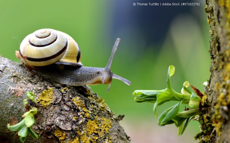Schnecke