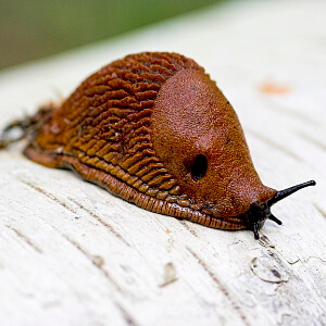 Schnecke - Nacktschnecke